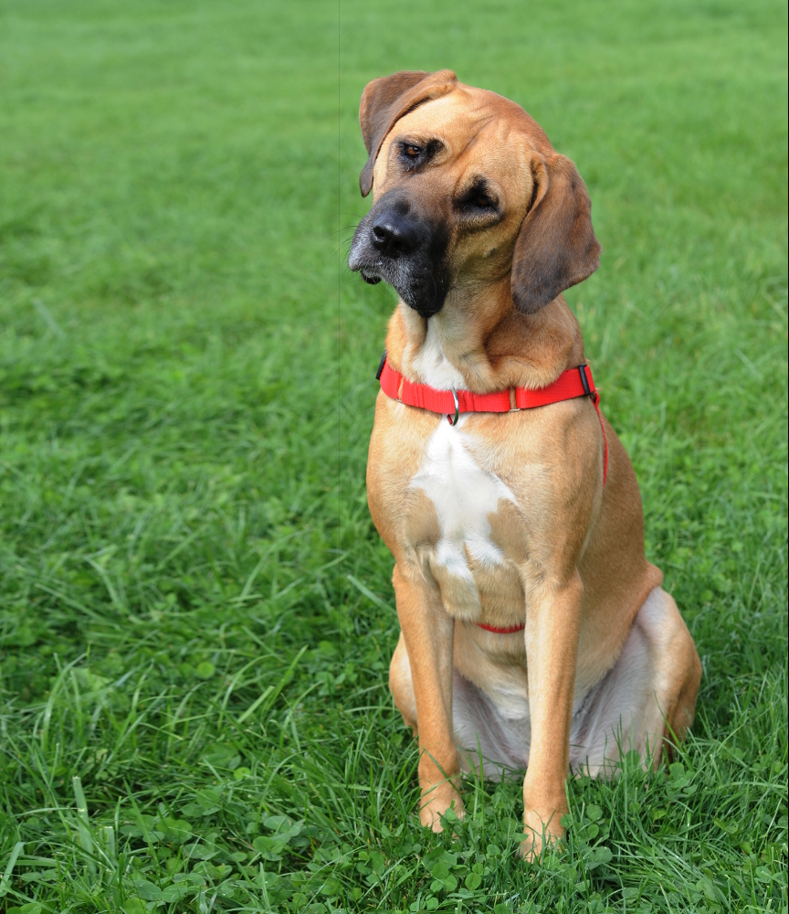 Dingo Postroj Easy Walk 52-74 cm Černý