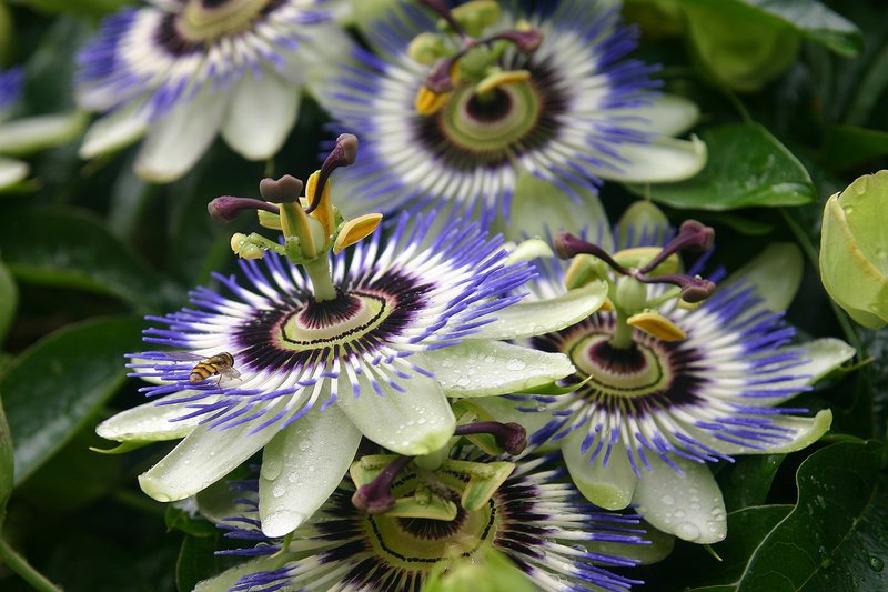 ПАСИФЛОРА МАРАКУЙЯ САМЫЕ КРАСИВЫЕ ЛИАНЫ