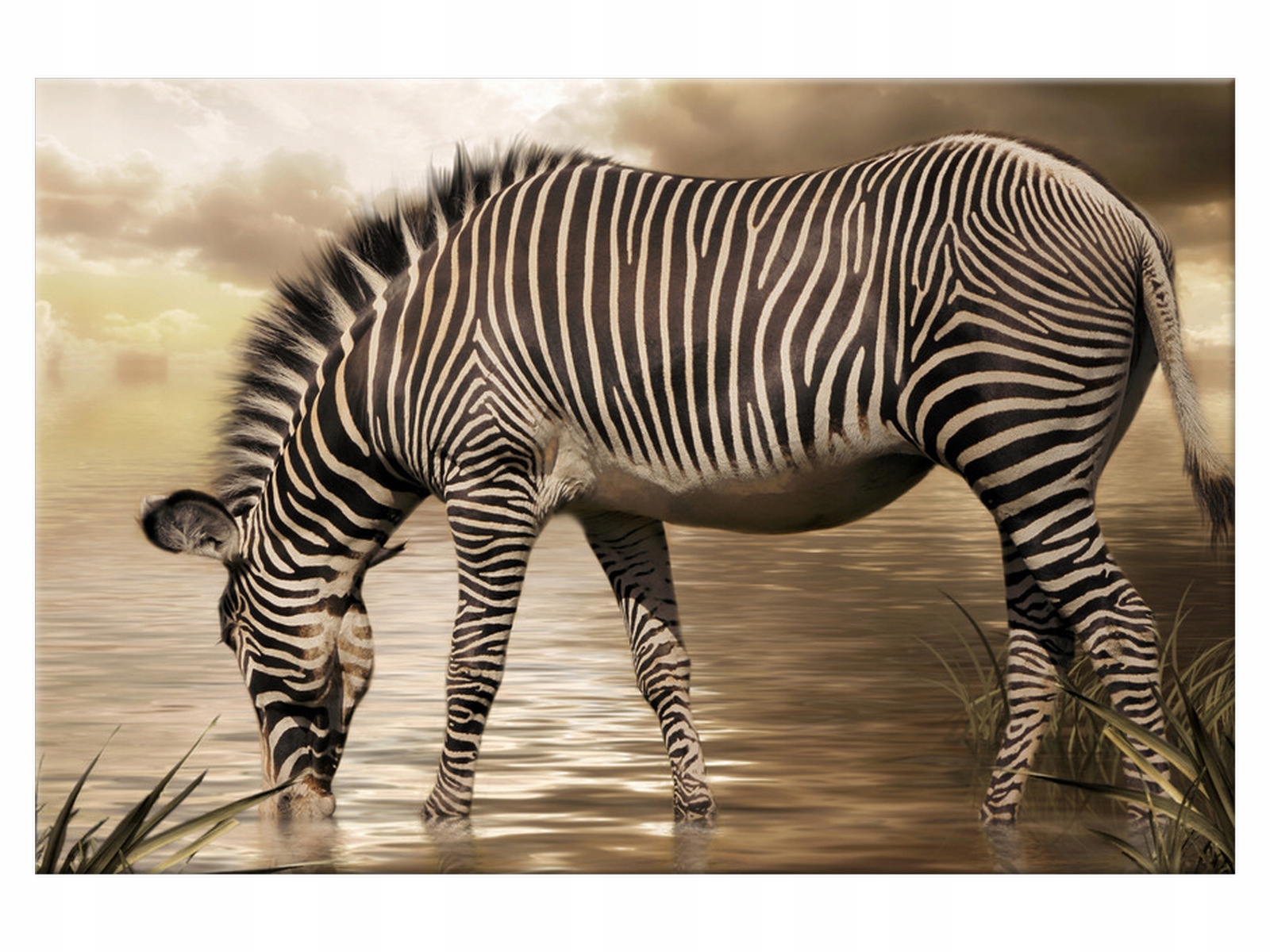 

Obraz na płótnie Niebo Zebra przy wodopoju 60x40