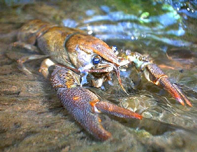 R-3 Raczki Raczek Rak Relax oryginal USA kpl.5 szt Liczba sztuk 5 szt.