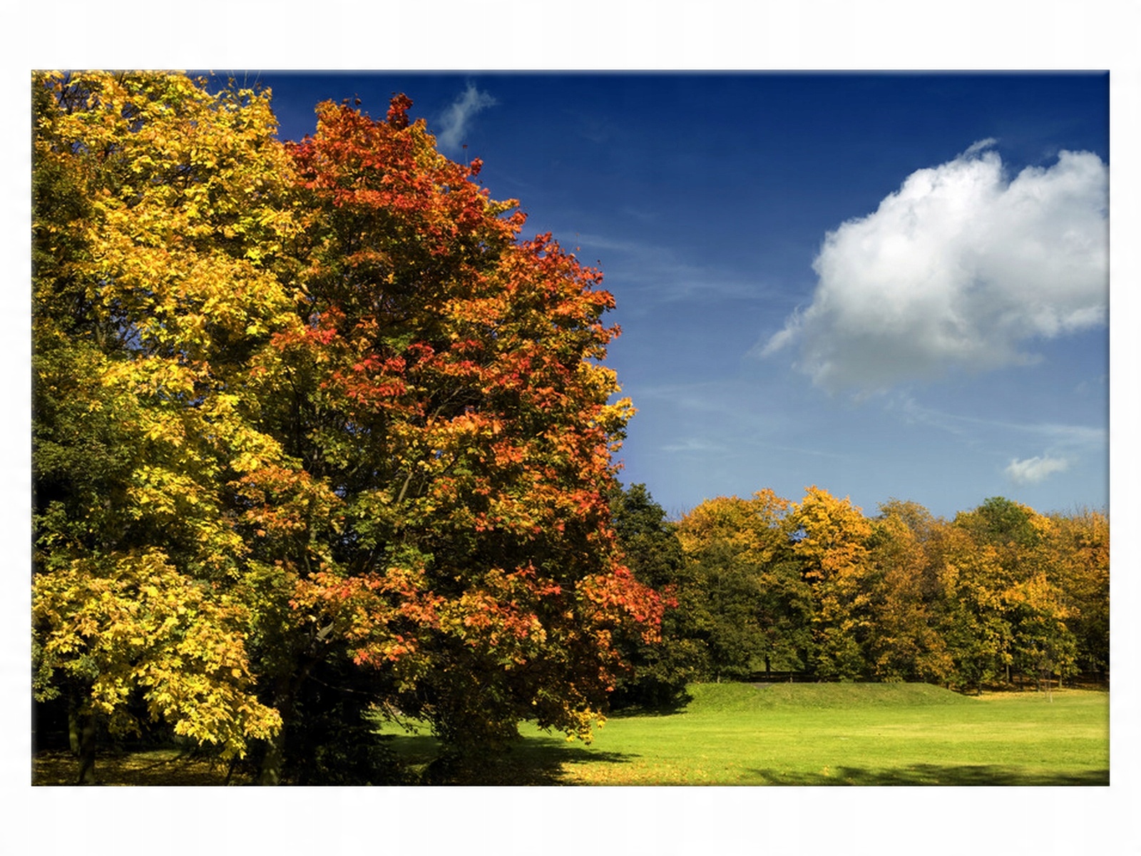 

Obraz na płótnie Pejzaż Park jesienią 60x40 Dąb