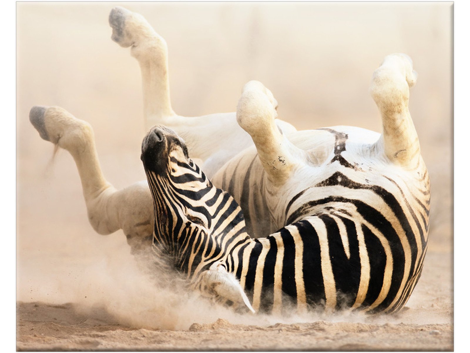 

Zebra Afryka Zwierzęta 50x40 Obraz na płótnie