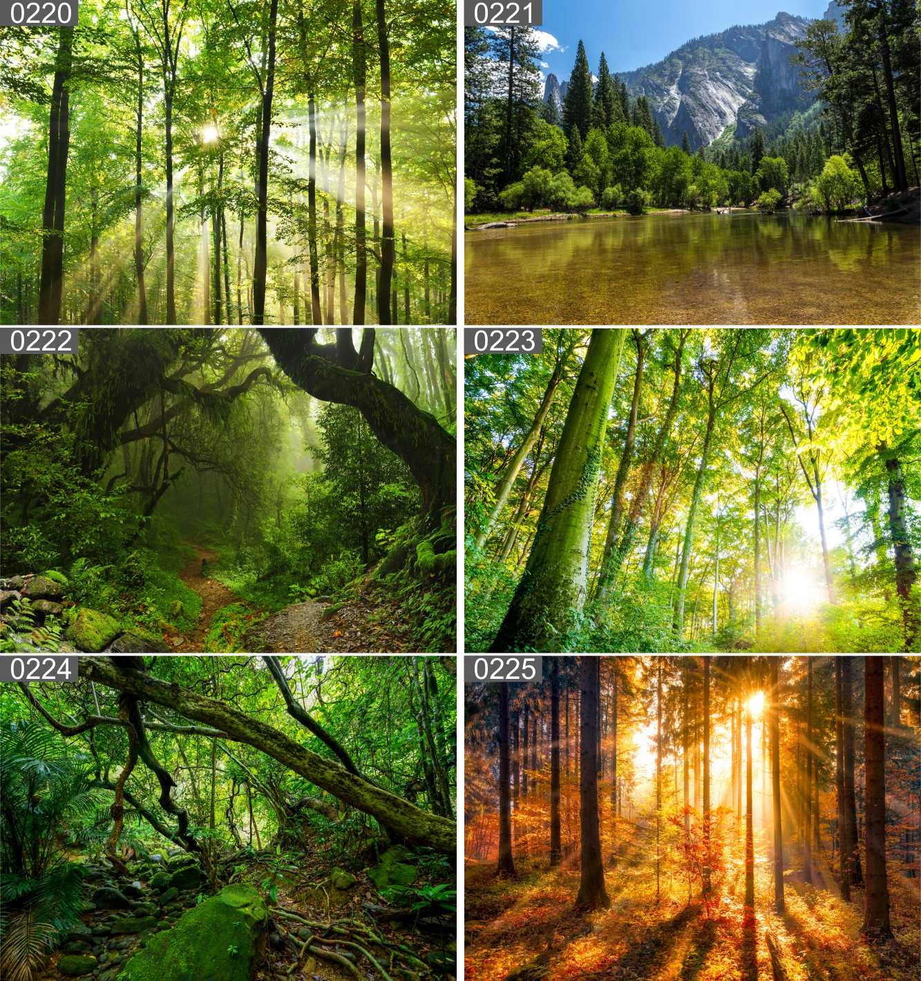 Plakat poster LAS DRZEWA most 30x40 max wybór Nazwa Plakat poster LAS DRZEWA most 70x50