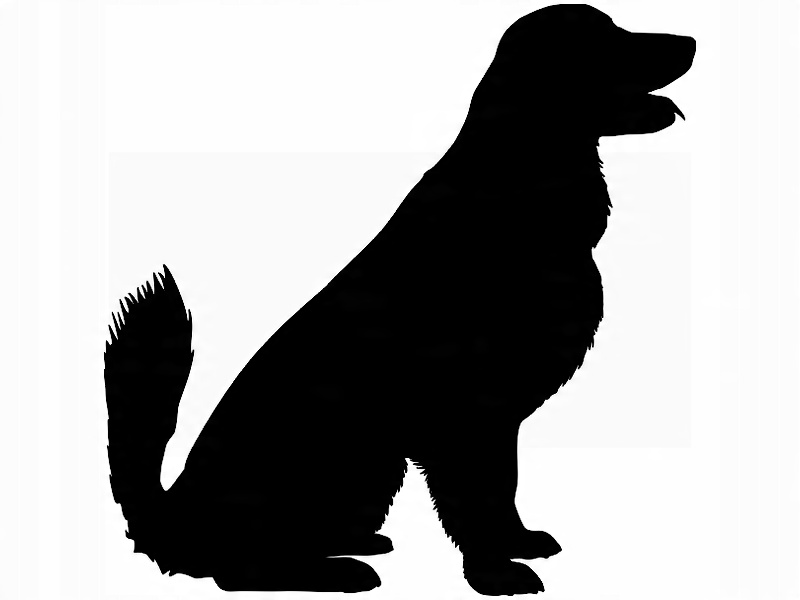 

Naklejka na ścianę ścienna Pies Retriever 35x35 cm