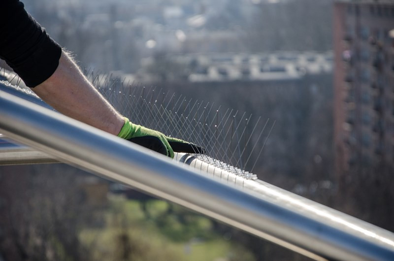 NIERDZEWNE GĘSTE KOLCE NA PTAKI GOŁĘBIE AVIK R20 Marka Avik