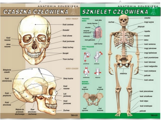 Szkielet Człowiekaczaszka Człowieka Plansze Hit