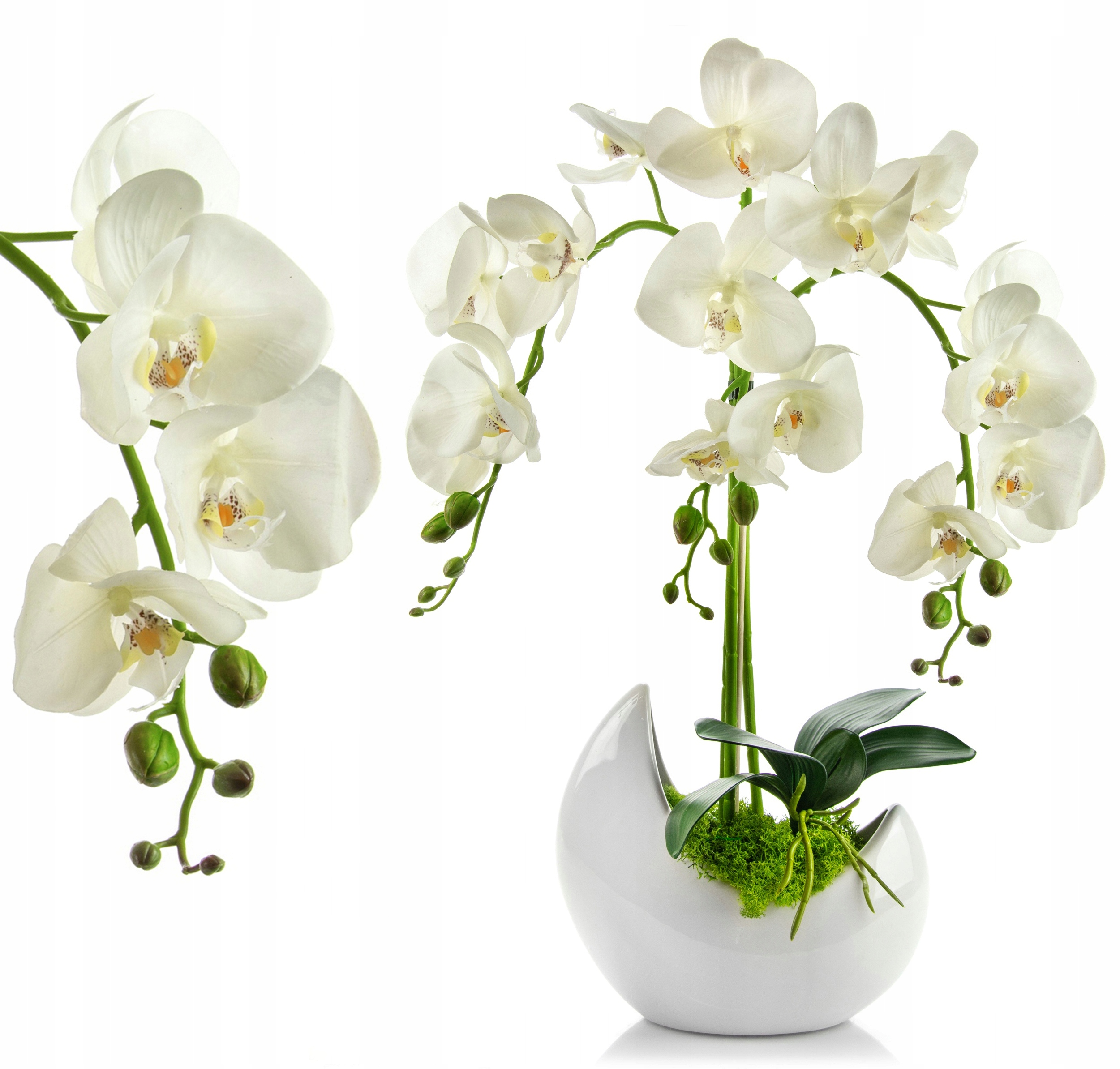 Орхидей купить интернет магазин почтой. Орхидея фаленопсис белая. Орхидея фаленопсис Lausanne. Орхидея фаленопсис икеа. Орхидея фаленопсис белая в горшке.