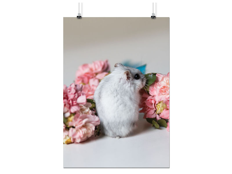 

Plakat Chomik Zwierzęta 50x70 CM 16 Wzorów Matowy