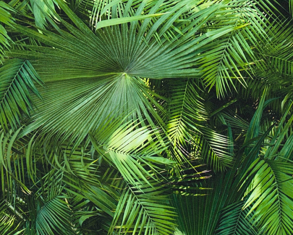 

Tapeta Zielone Liście Las Dżungla 3D Na Flizelinie