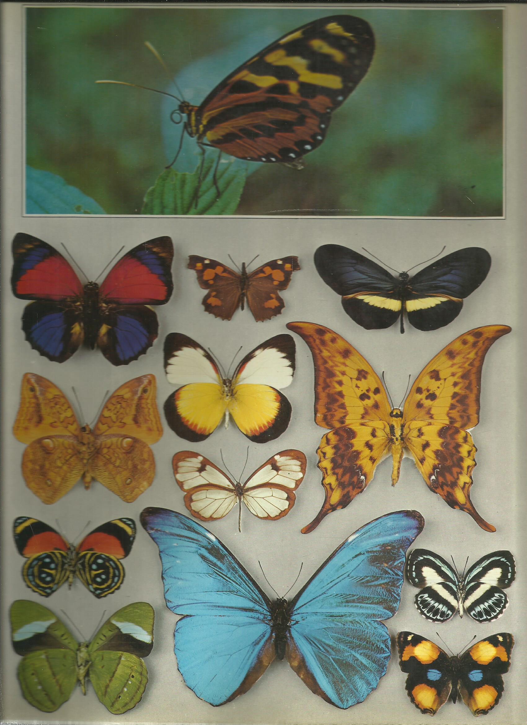 THE ILLUSTRATED ENCYCLOPEDIA OF THE BUTTERFLY WORL Język publikacji angielski