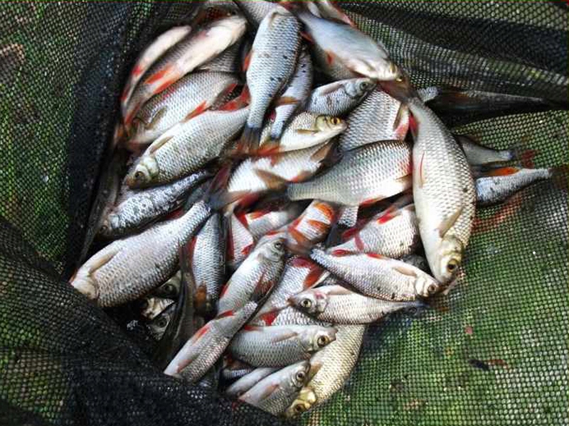 SIATKA SADZYK NA RYBY MISTRALL śr.40cm / dł.80cm Kod producenta AM-6008468