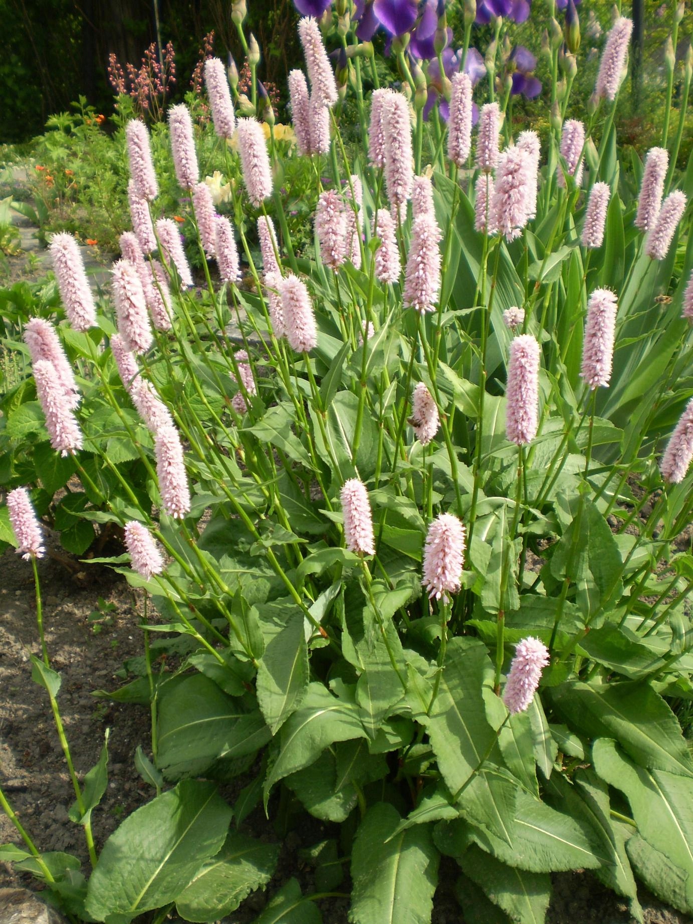 RDEST WĘŻOWNIK SUPERBUM trwały, ekspansywny, zada - 7624964545