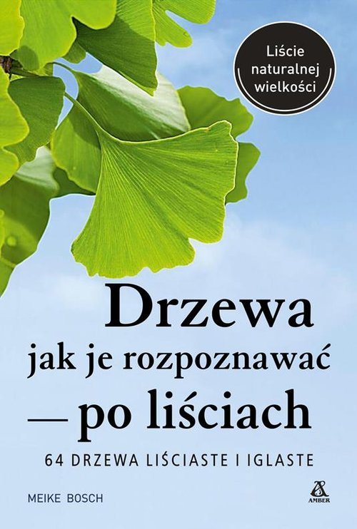 Drzewa Jak Je Rozpoznawać Po Liściach 7297154751