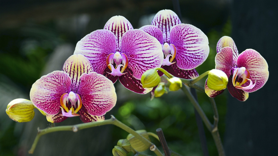 5 overených spôsobov starostlivosti o orchidey