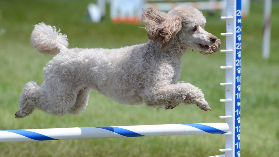 Akcesoria Agility Tresura Psa Allegropl