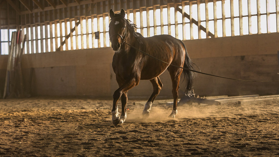 Jeździectwo – jak przygotować siebie i konia do pracy w hali