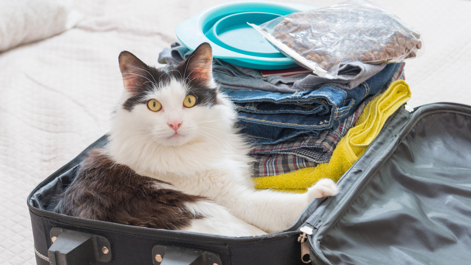Podróż zagraniczna z kotem – jak się do niej przygotować?