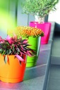 фото mini №2, Flowerpot prosperplast 28 centimeters x 28 x 26, 2 centimeters diameter 28 centimeters plastic white