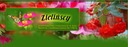 фото mini №6, Geranium zonal savannah oh so orange