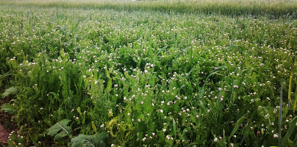 Сидераты удобрения. Сидераты оскар. Фацелия пижмолистная радуга. Сидерат вика озимая. Красивоцветущий сидерат.