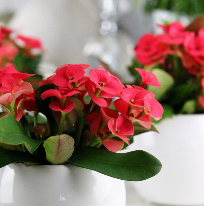 Euphorbia milii 'Mini'  ...  Wilczomlecz okazały 