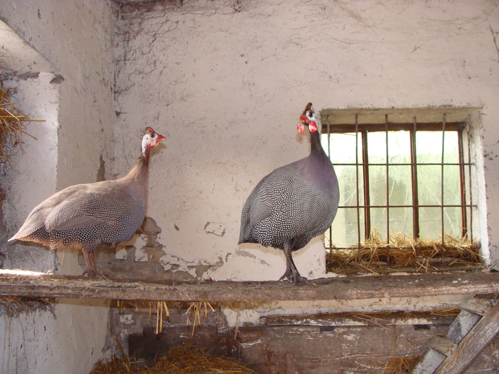 Jaja lęgowe , jaja konsumpcyjne perliczek