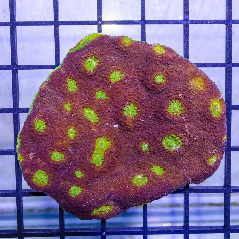 WYSIWYG Acanthastrea echinata TwojaRafa koralowce