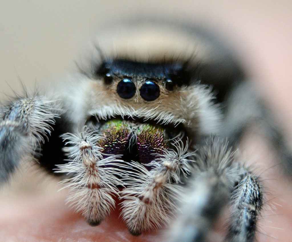 Phidippus regius - skakun królewski - młode L1