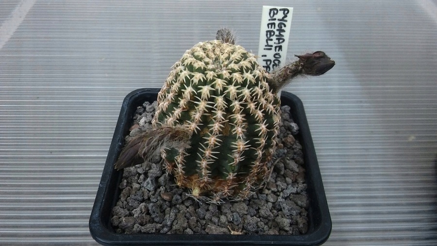*KAKTUSY*PYGMAEOCEREUS BIEBLII - La Pampa, Peru