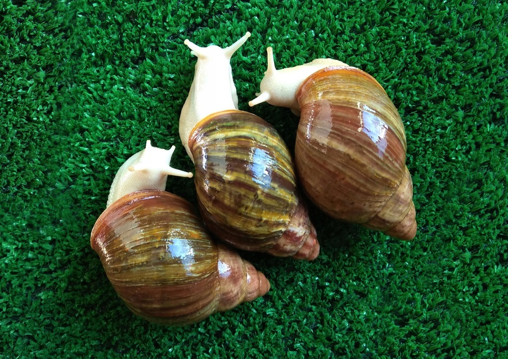 Archachatina rhodostoma (sp. Benin) type 1(albino)