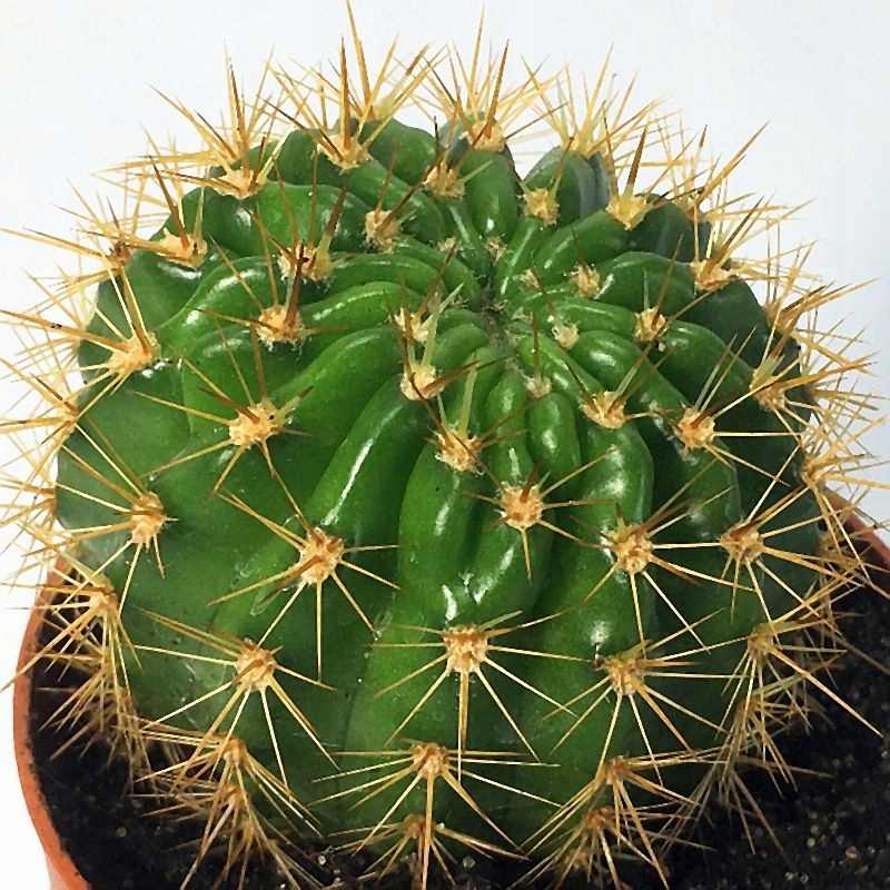 606. Echinopsis kermesina - czerwone kwiaty