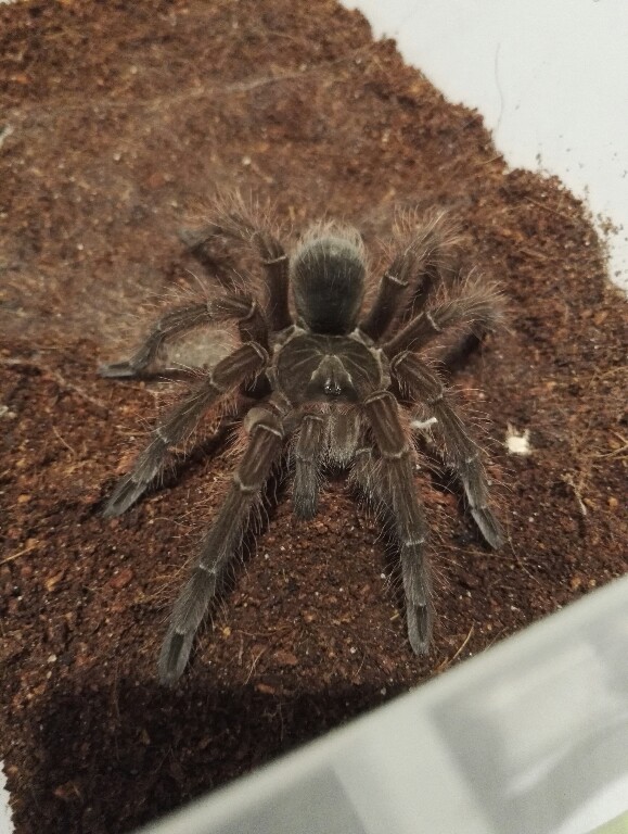 Theraphosa blondi, ptasznik goliat OD ZŁOTÓWKI