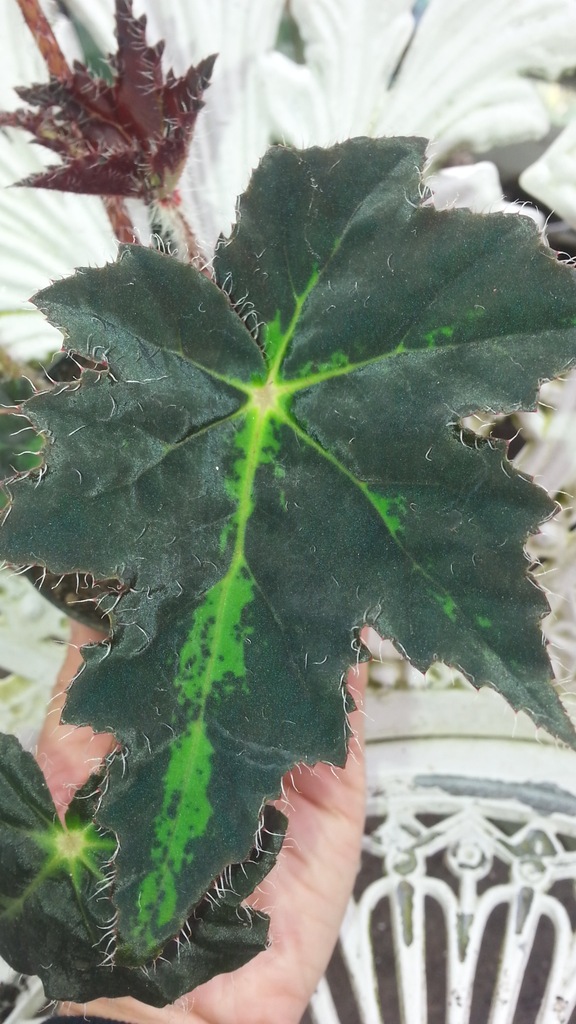 Begonia  Rayon Vert   sadzonka