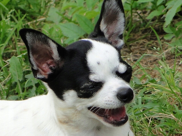 Prawdziwa rasowa suczka Chihuahua ZKwP , FCI