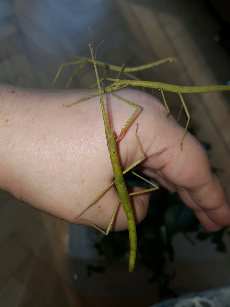 PATYCZAK INDYJSKI (carausius morosus) 12 jajeczek