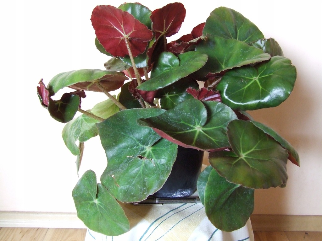 BEGONIA ERYTHROPHYLLA BEEFSTEAK XXL - 7541183847 - oficjalne archiwum  Allegro