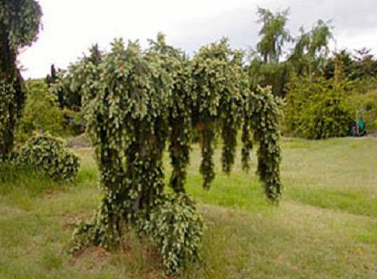Daglezja Glauca Pendula 20-40cm P9