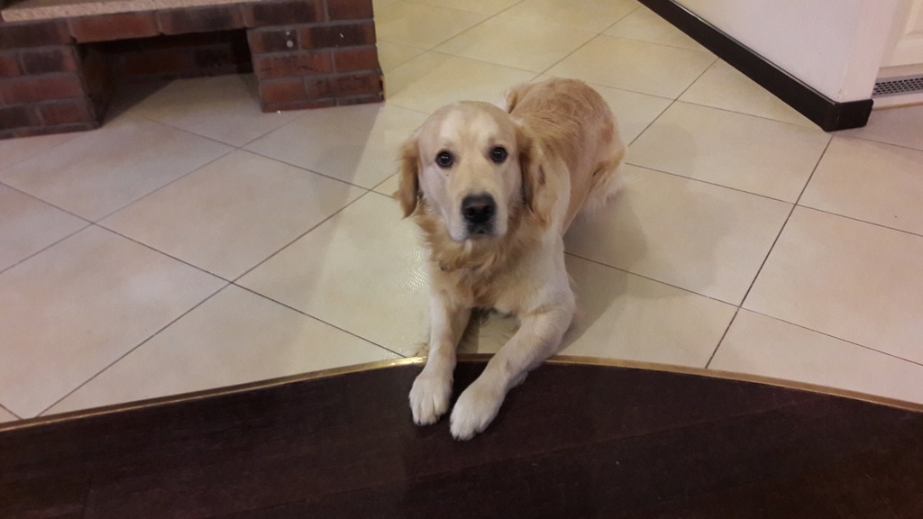 Golden Retriever - szuka dziewczyny - krycie