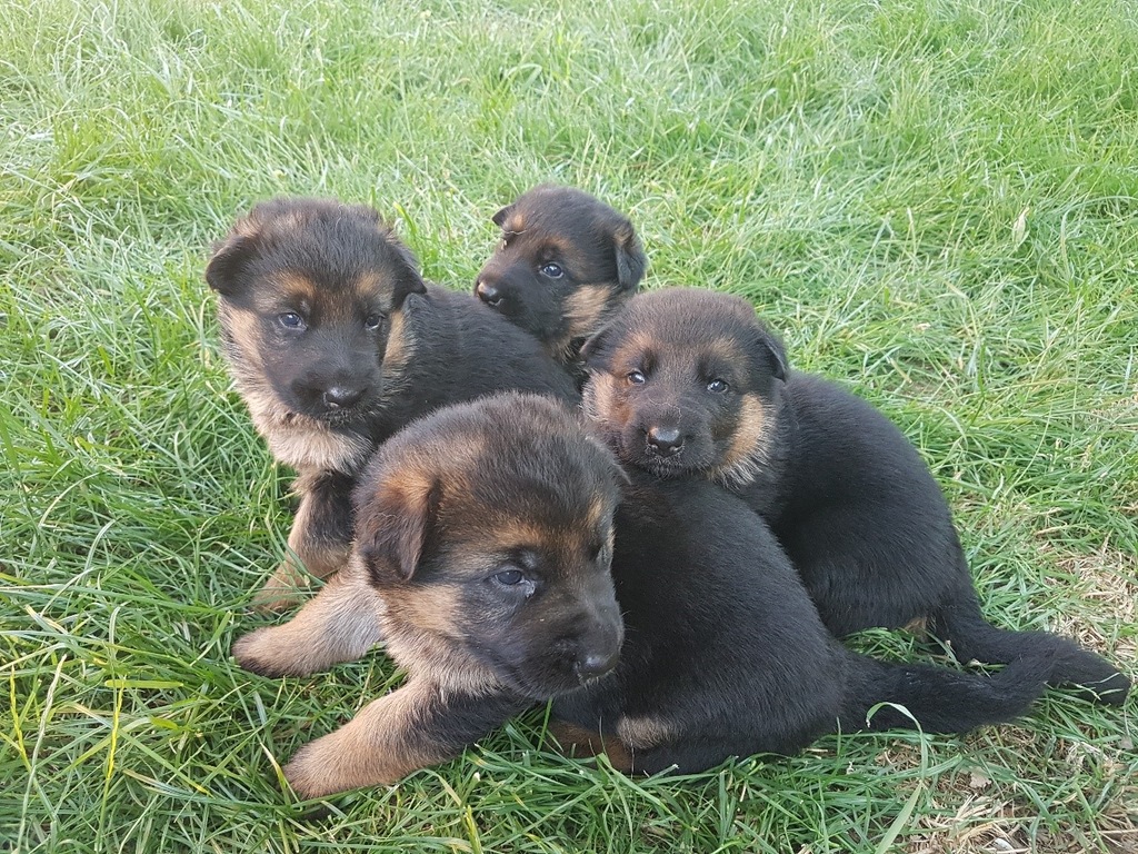 Ostatnie szczeniaki Owczarek Niemiecki Krótkowłosy