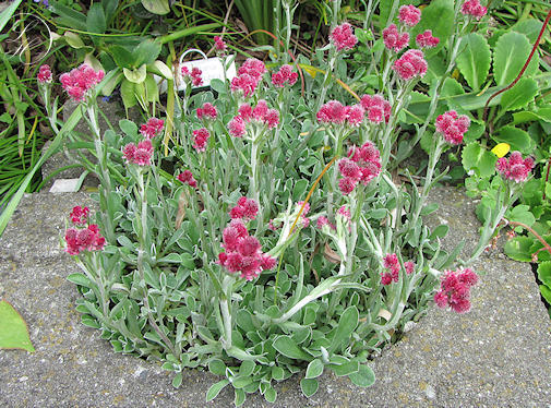 P9 UKWAP DWUPIENNY DIOICA RUBRA KRZEWY24