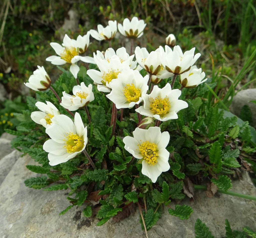 Dębik ośmiopłatkowy -UNIKAT NA SKALNIAKI