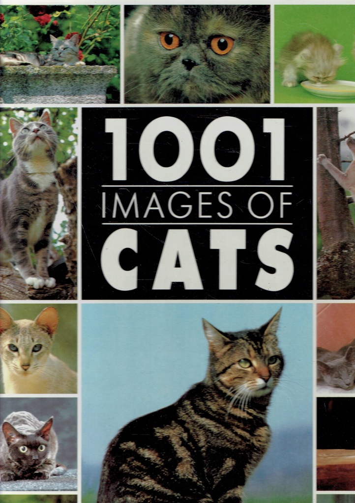 1001 IMAGES OF CATS Koty DUUUUUŻY FORMAT taniaWYSY