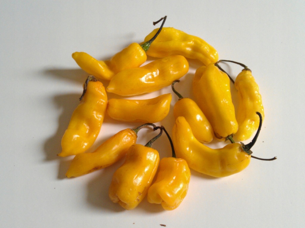 ŚWIEŻA PAPRYKA LEMON HABANERO/ Madame Jeanette 1KG