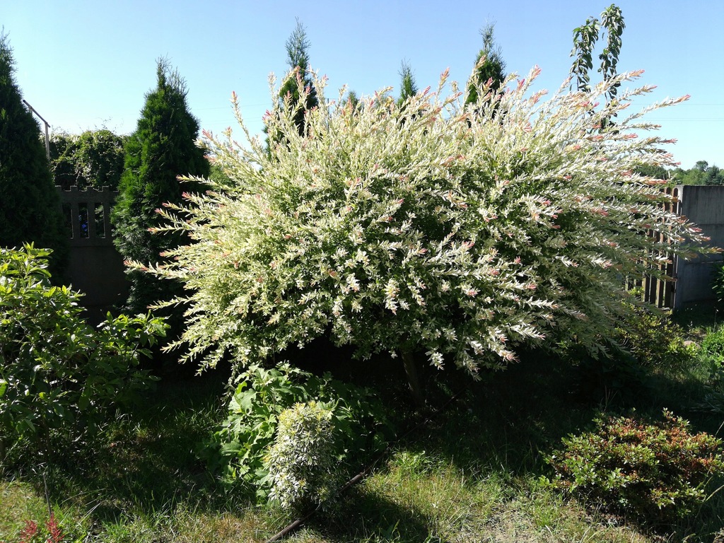Wierzba HAKURO NISHIKI 150 cm polecana /PRODUCENT