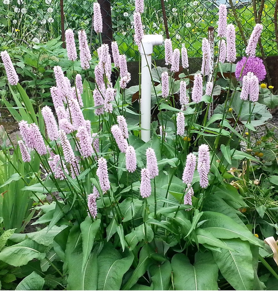 RDEST WĘŻOWNIK TRWAŁY NIEZAWODNY - 6995479021 - oficjalne archiwum Allegro