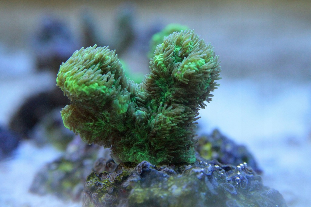 Koralowec Koral Hydnopora Fluo