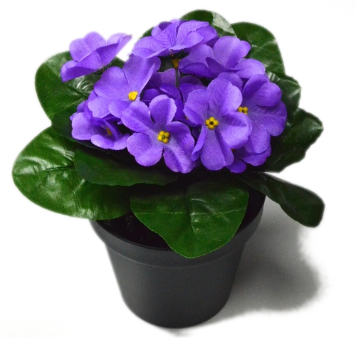 Z66 Fiołek bukiet FIOŁKI w doniczce lt.violet