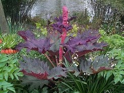 B139 Rabarbar Tangucki (Rheum palmatum tanguticum)