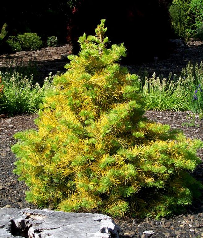 Abies concolor 'Wintergold' - Jodła kalifornijska