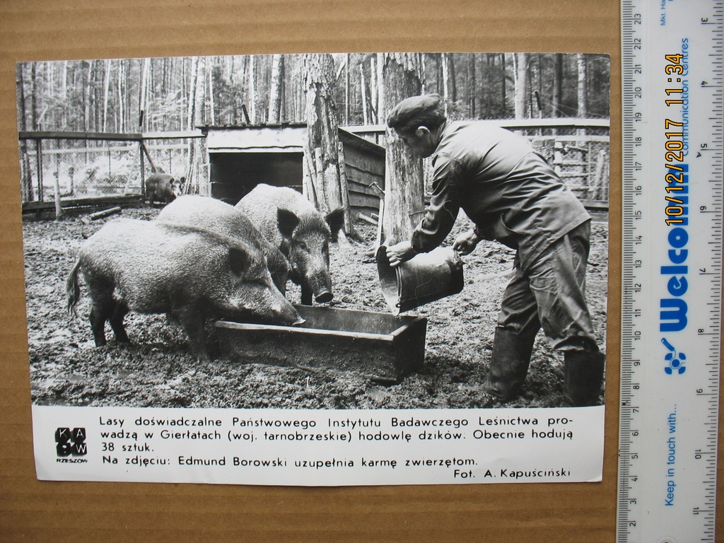 Tarnobrzeg Gierłaty DZIK Leśnictwo foto PRL
